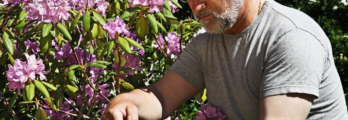Mann schneidet Rhododendron